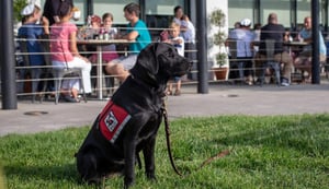 Black Labrador Retriever service dog sitting in grass